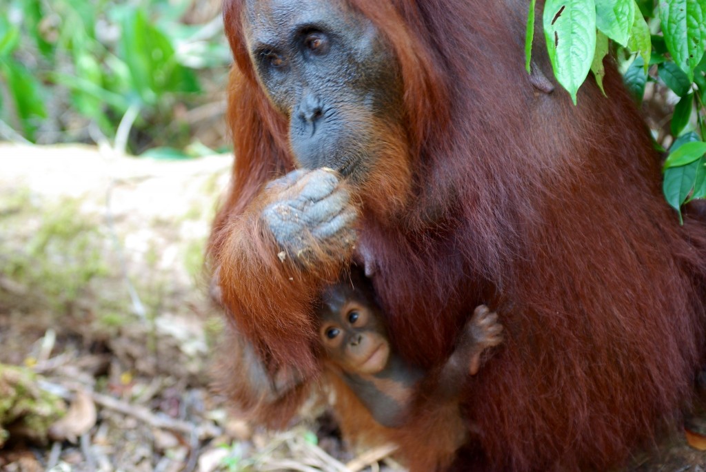 Orang outan femelle et son bebe a tanjung puting - borneo